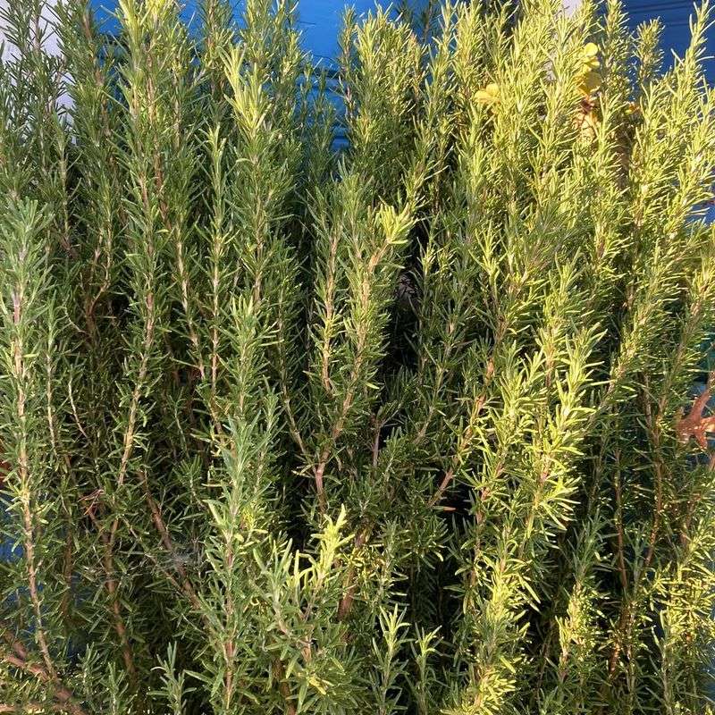 Free Cooking Herbs Within Reach