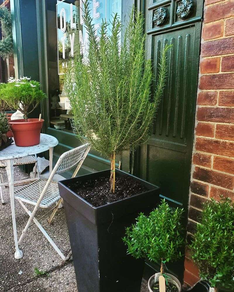 Air Purifying Powerhouse