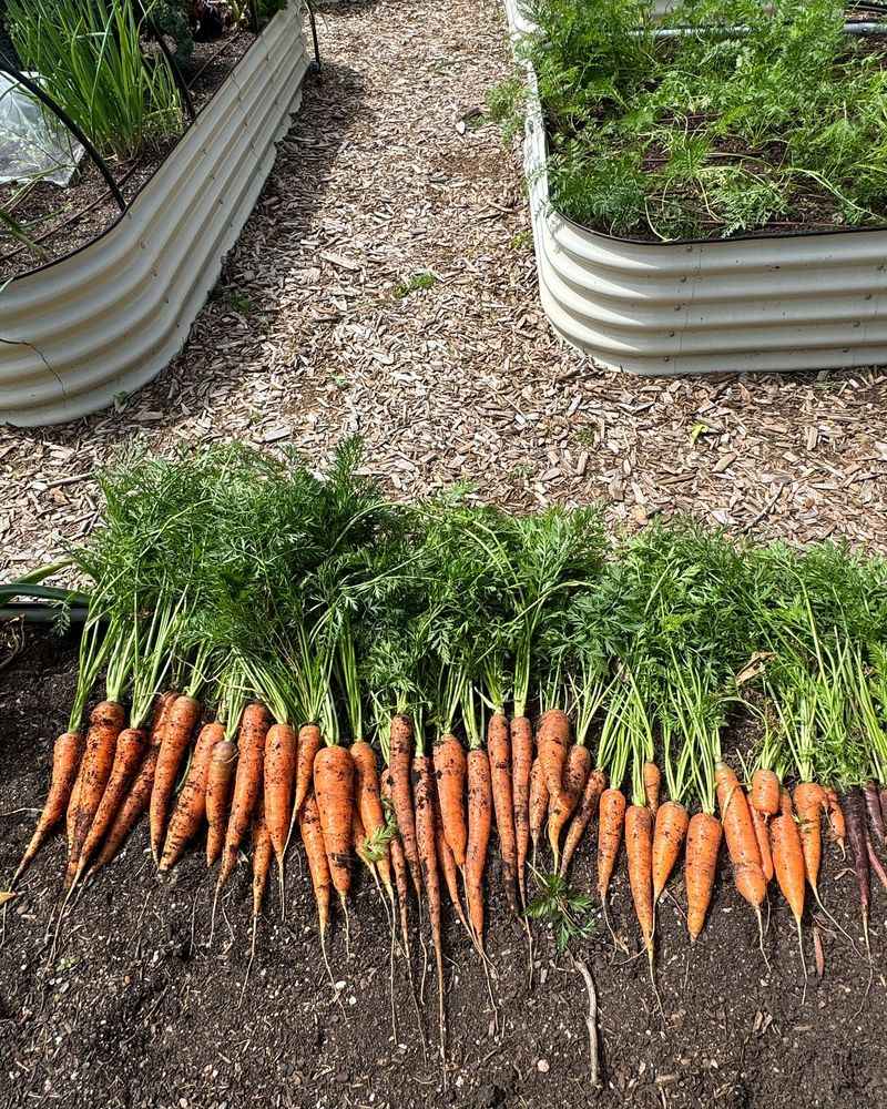 Perfect Harvest Timing Window