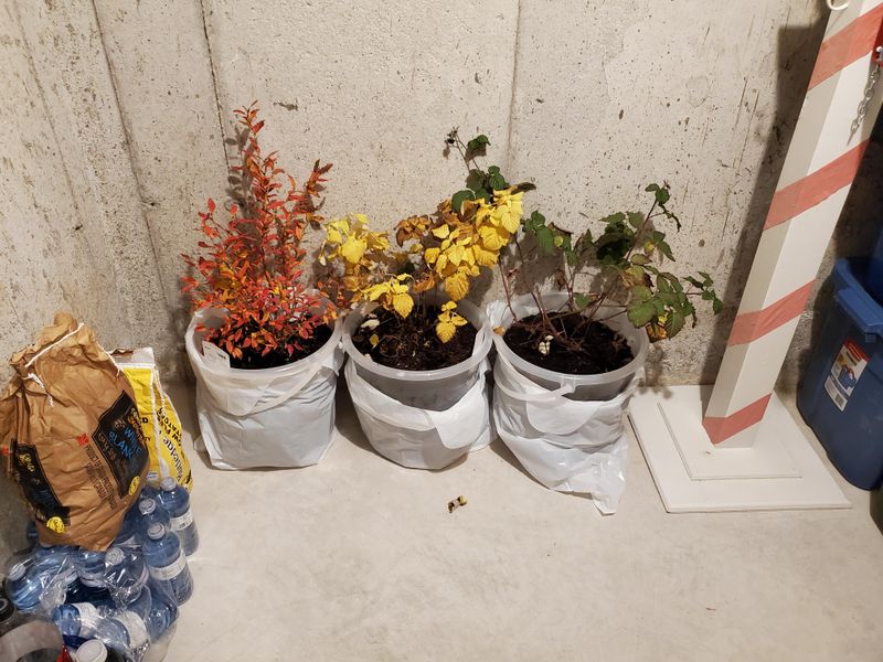 Cost Savings By Reusing Plants Year After Year