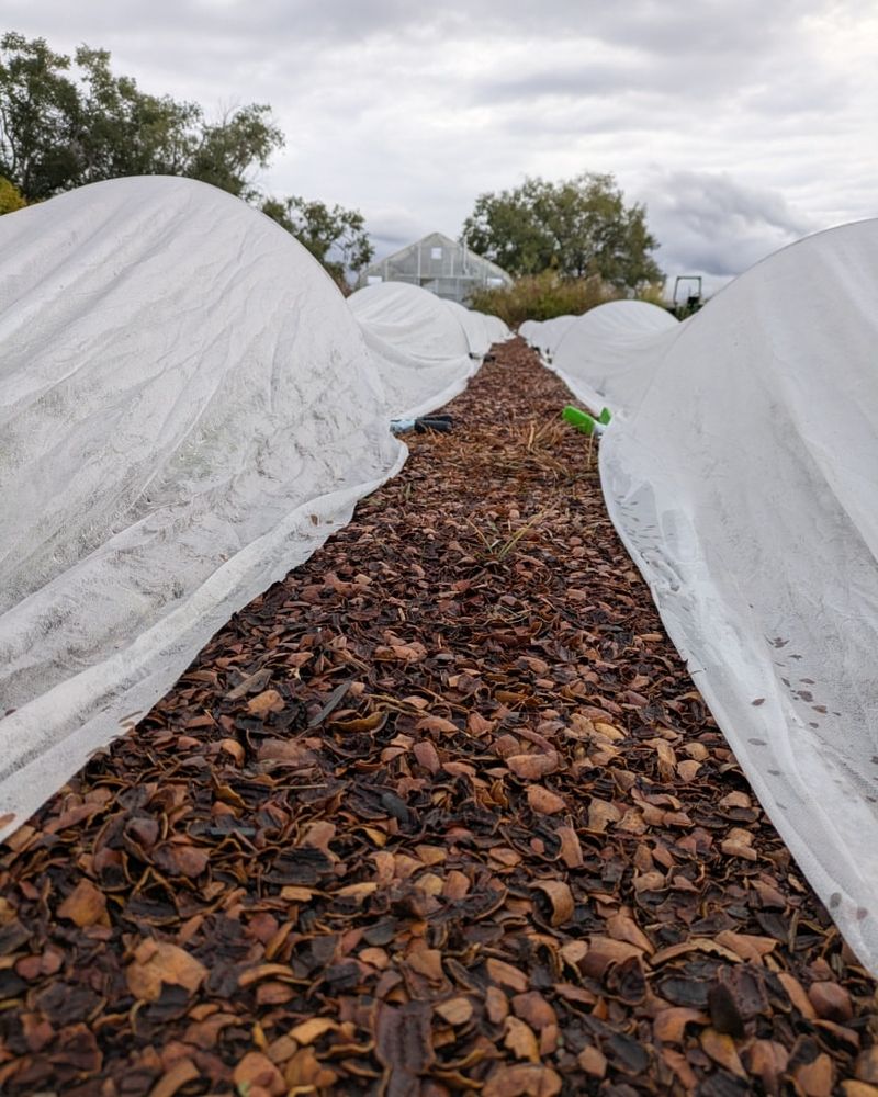 Reduces Heaving Of Newly Planted Perennials