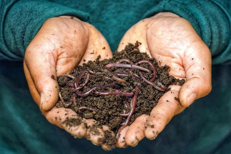 Encourages Beneficial Earthworms And Microbes