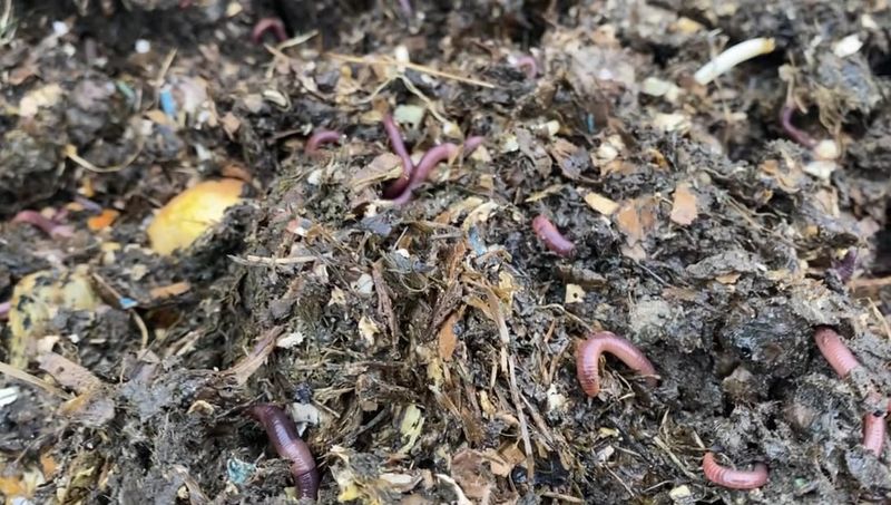 Feeds Soil Organisms Gradually