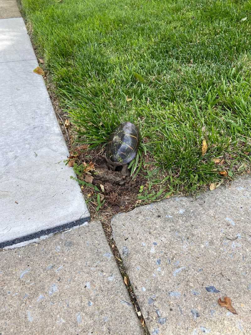 Respect Nesting Behavior During Spring And Early Summer