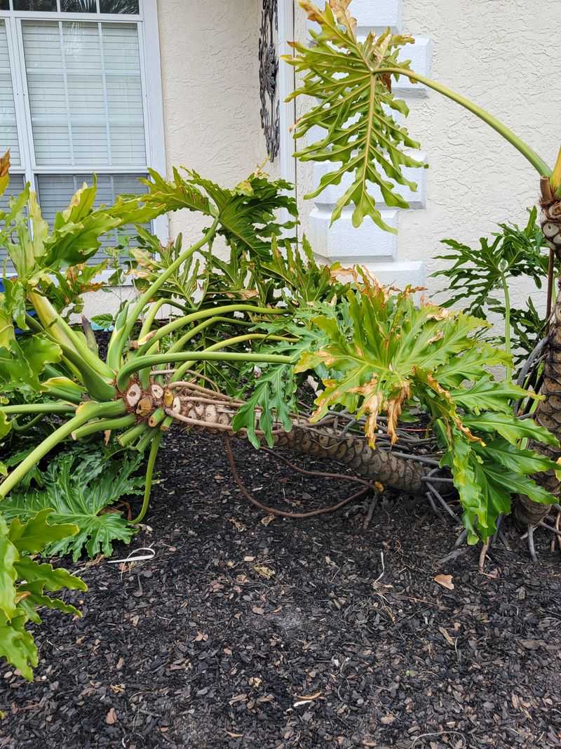 Feed Regularly During Growing Season