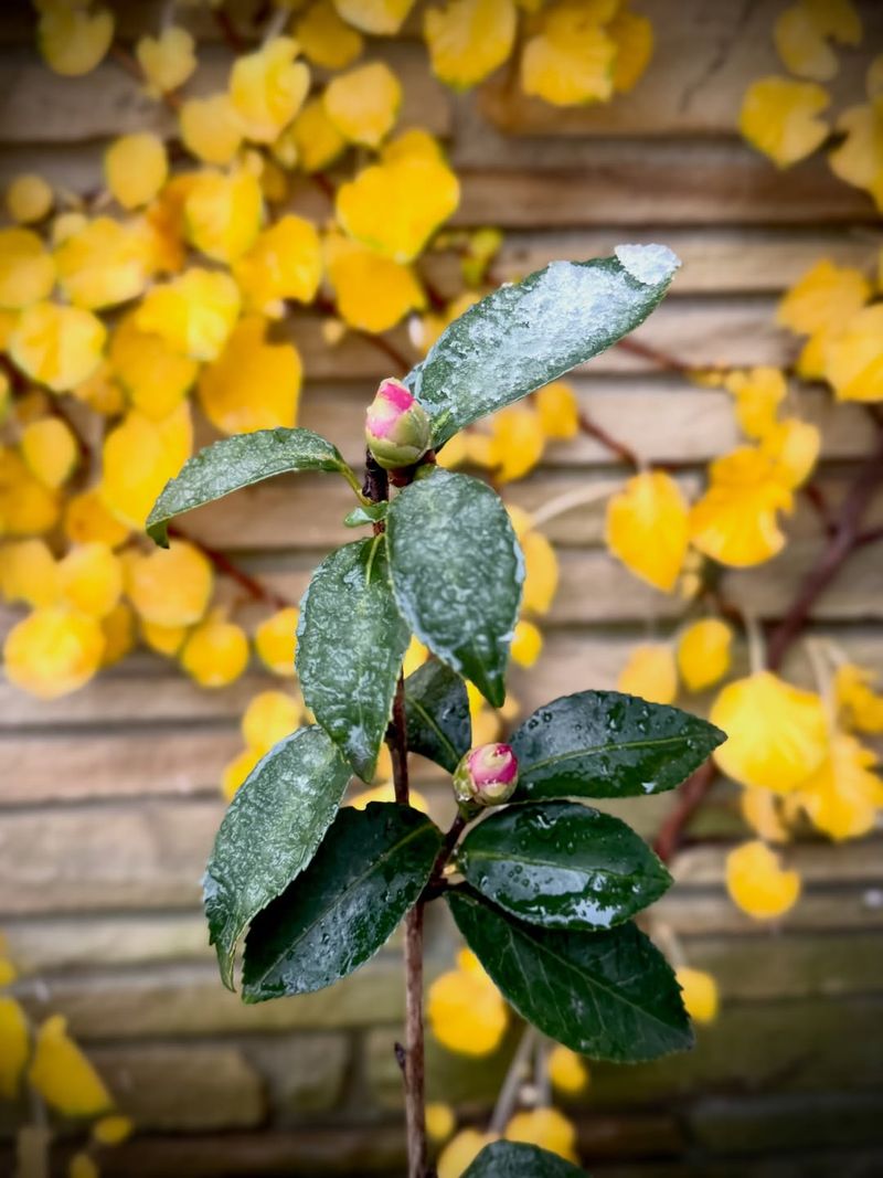 Protect Buds During Hard Freezes
