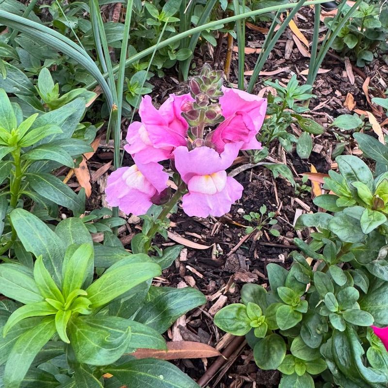 Mulch Around Plant Bases