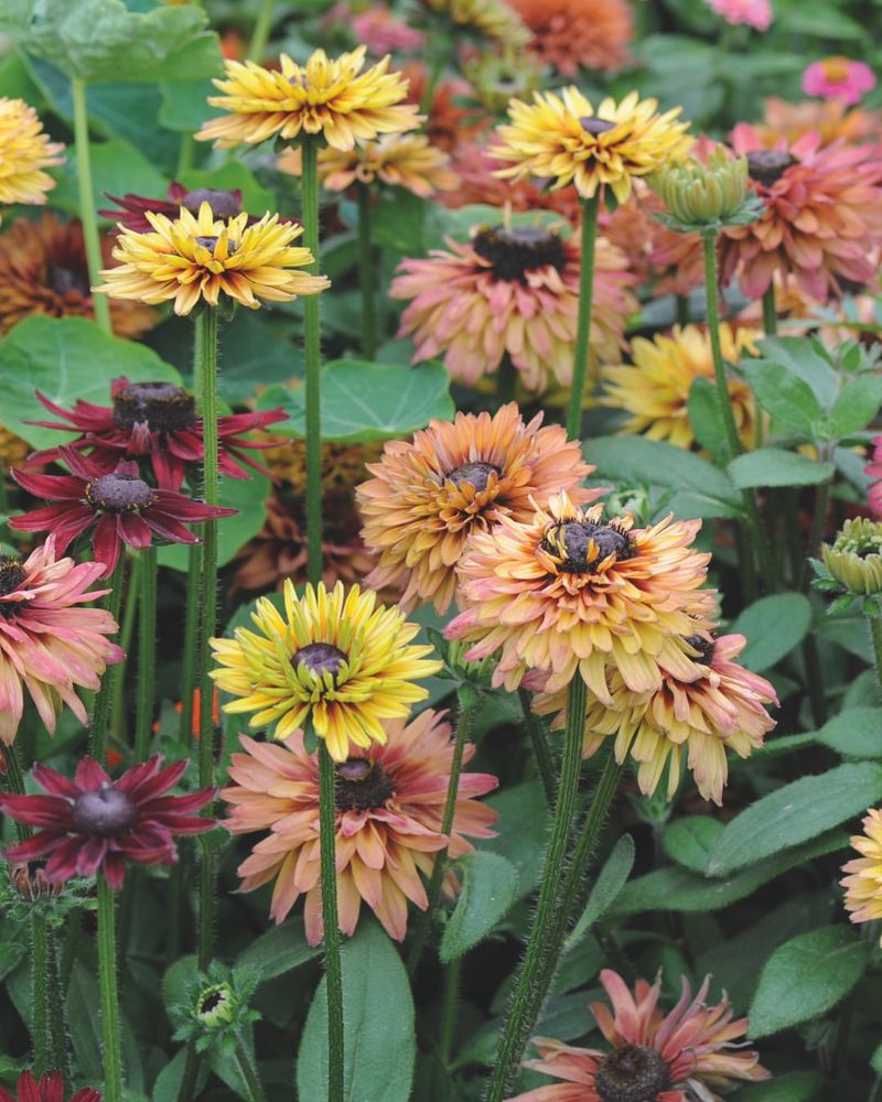 Deadhead Spent Blooms Regularly