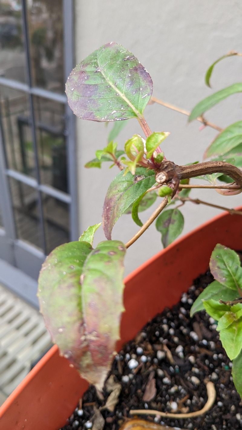 Cover With Plastic For Humidity