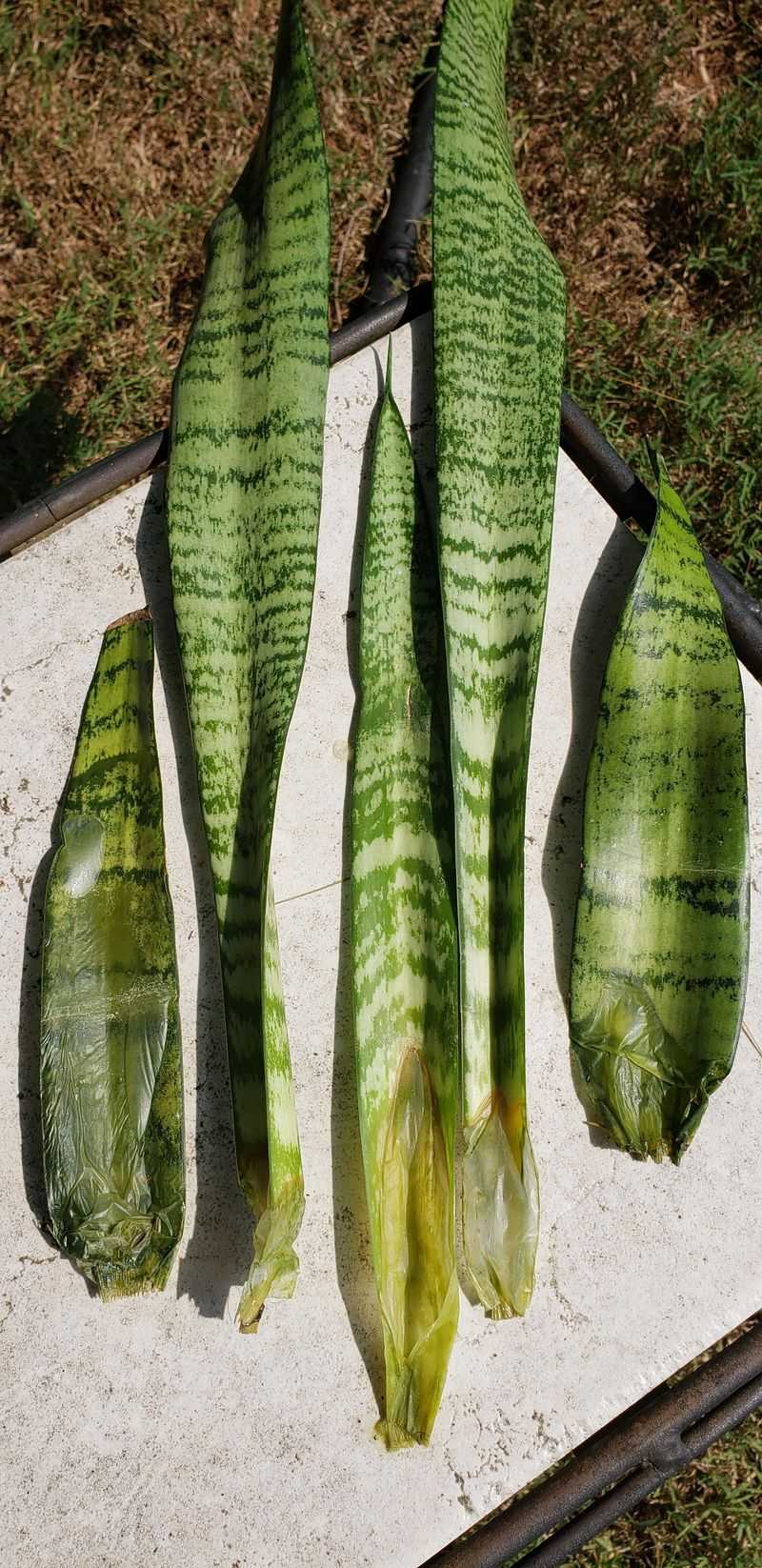 Monitor Root Development Progress