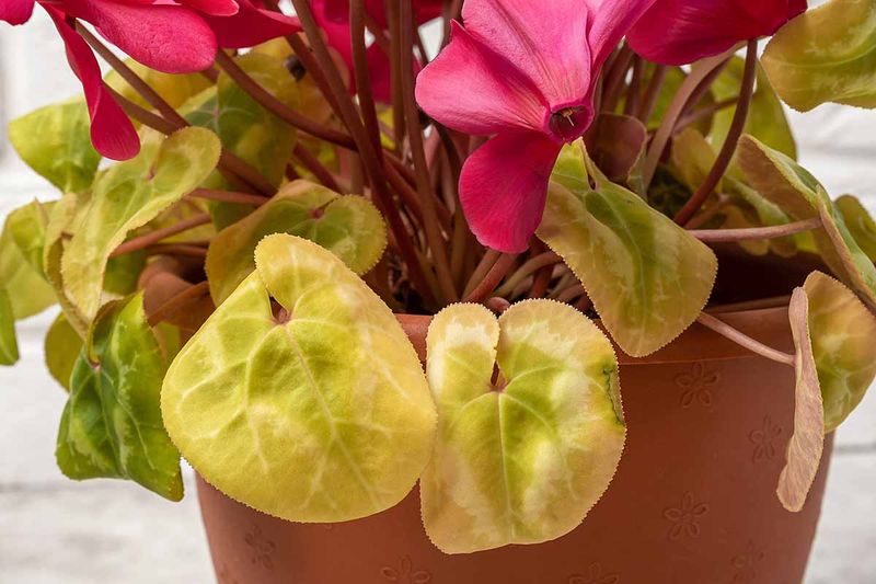 Give Your Cyclamen A Summer Vacation