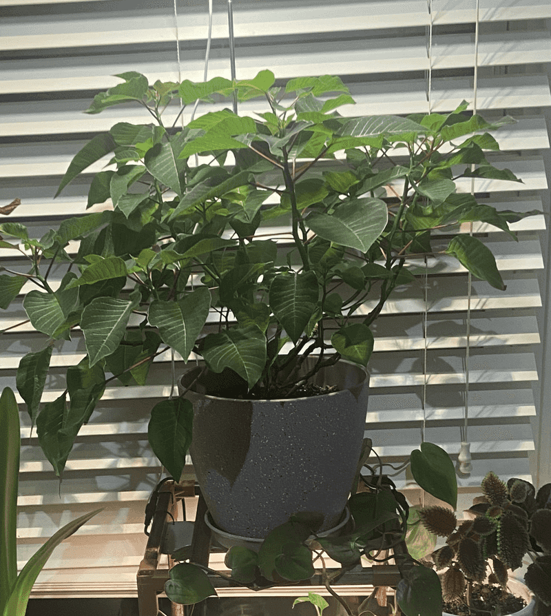 Place Plants Near Bright Indirect Sunlight