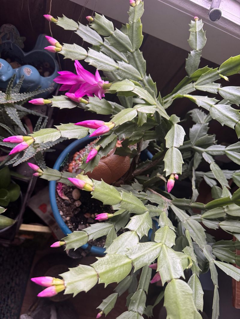 Feed With Bloom-Boosting Fertilizer