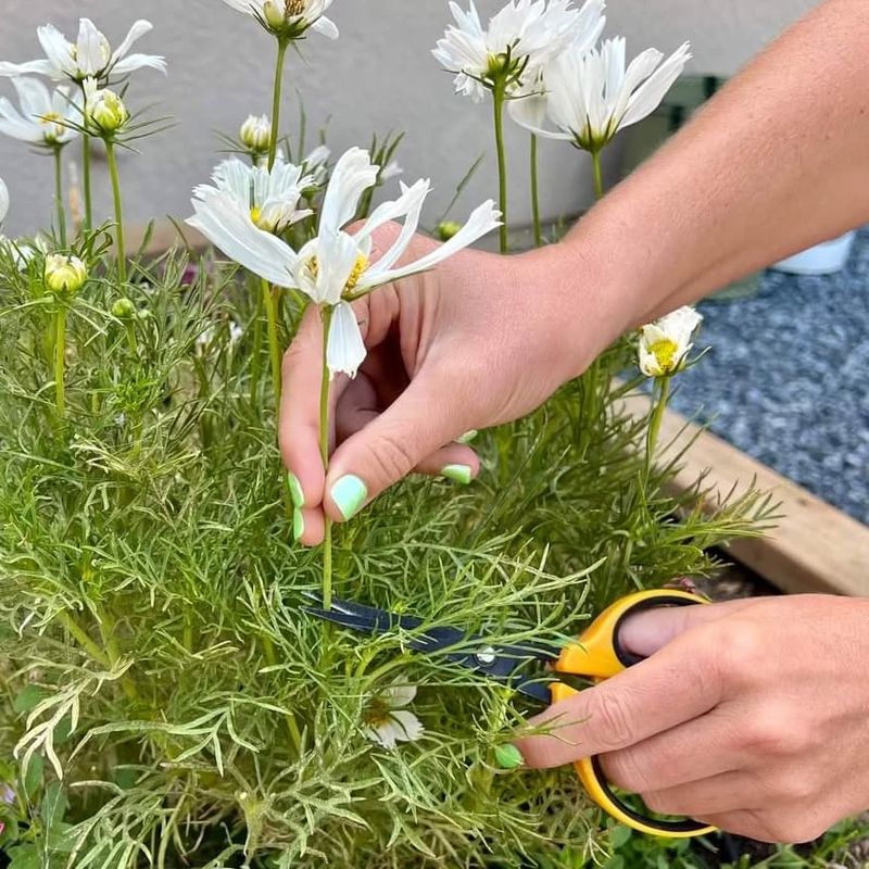 Deadhead Spent Flowers Regularly