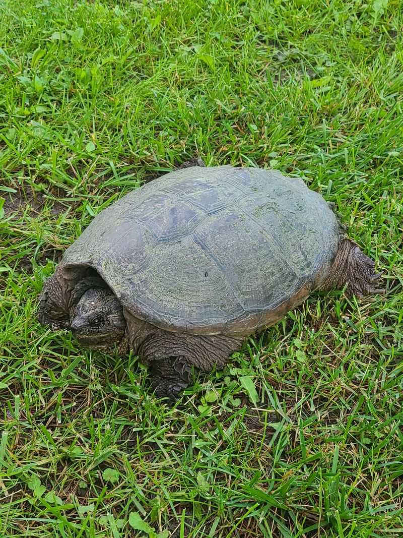 Handle Snapping Turtles With Extreme Care