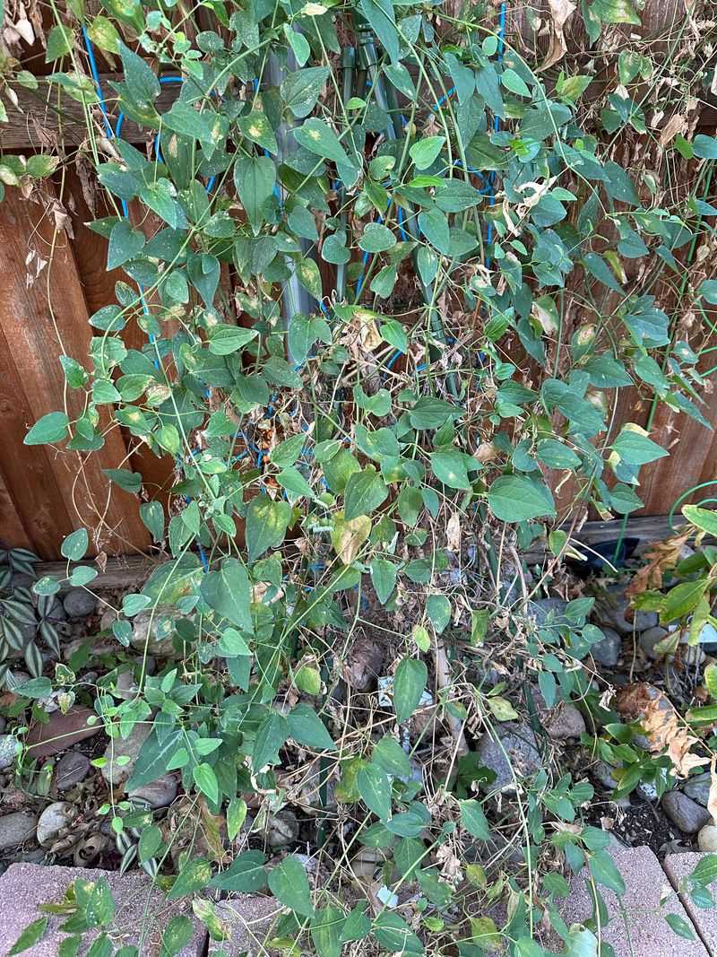 Monitor for Common Pests and Diseases