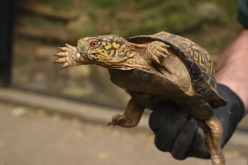 Contact Maryland Wildlife Authorities