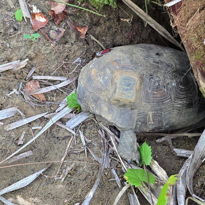 Contact Local Wildlife Rehabilitation Centers