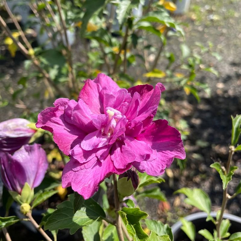 Offers Multiple Color Options Beyond Pink