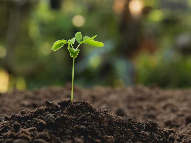 Protects Plant Roots From Freezing Temperatures