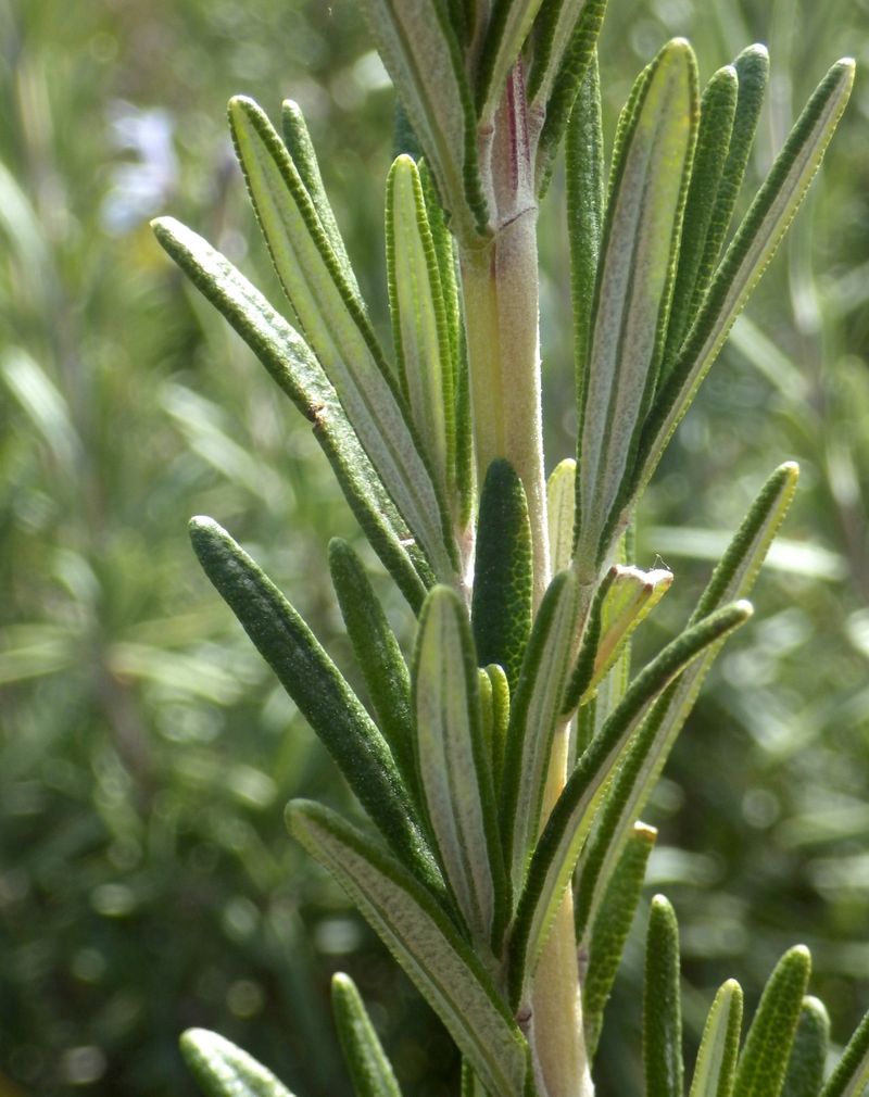 Boosts Curb Appeal Beautifully