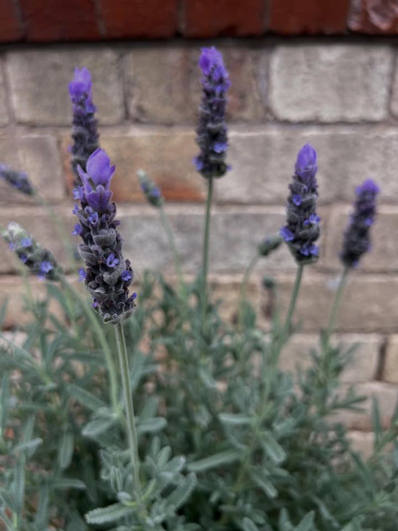 Creates Year-Round Visual Interest