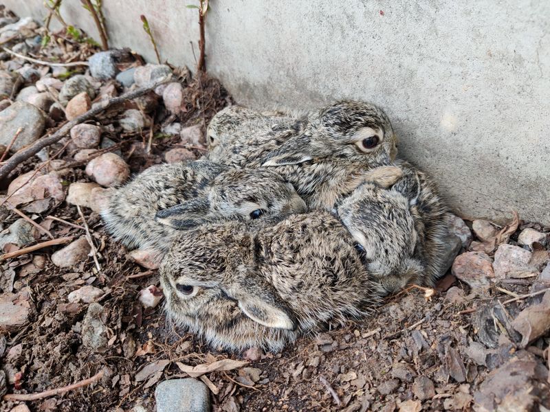 Creating Safe Hiding Spots From Predators