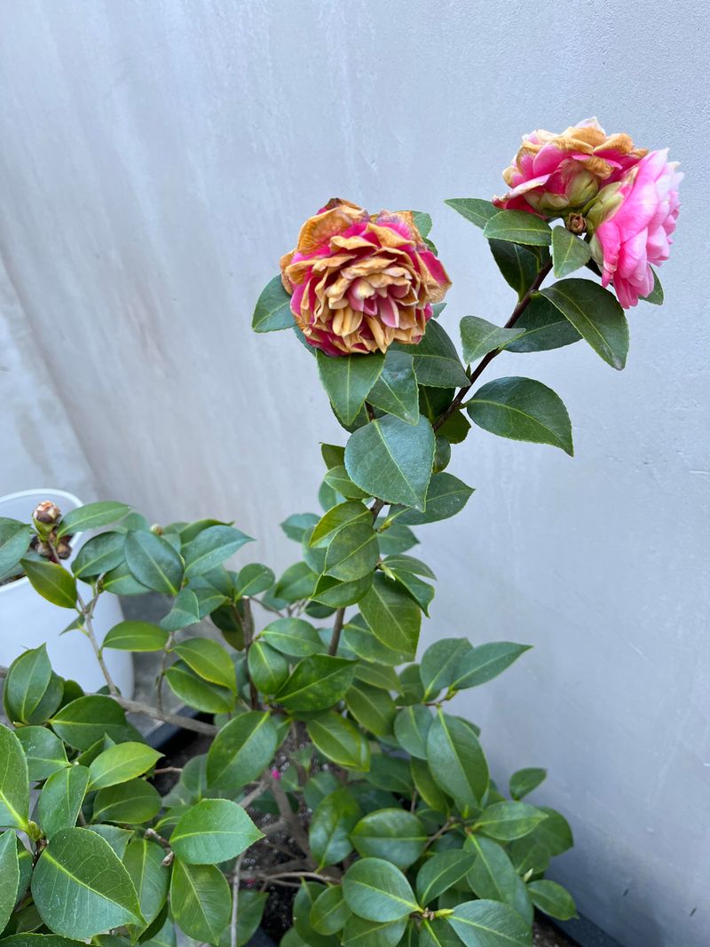 Monitor for Petal Blight Disease