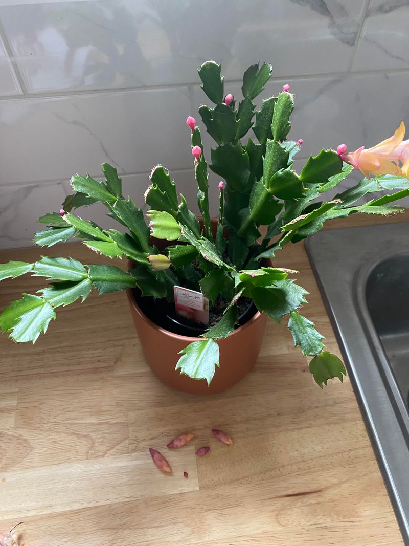 Avoid Moving During Bud Formation