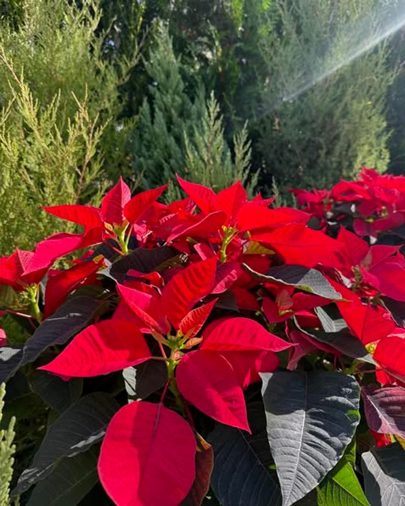 Move It Outside For The Summer Months