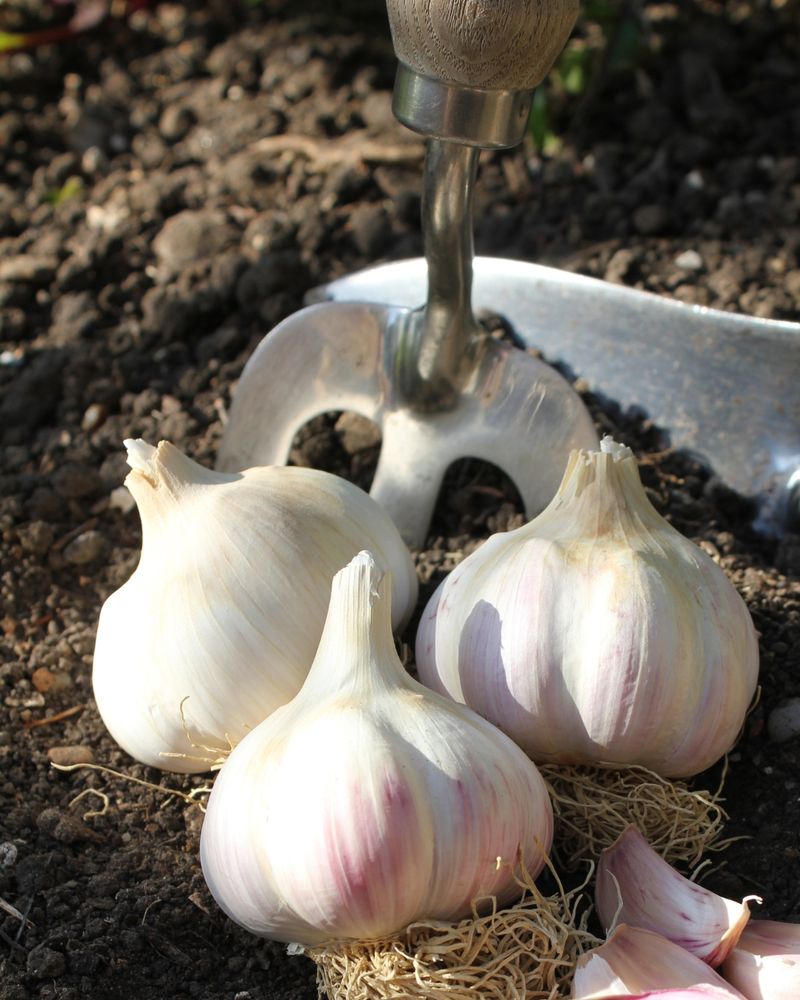 Plant Garlic Cloves For Next Summer's Harvest