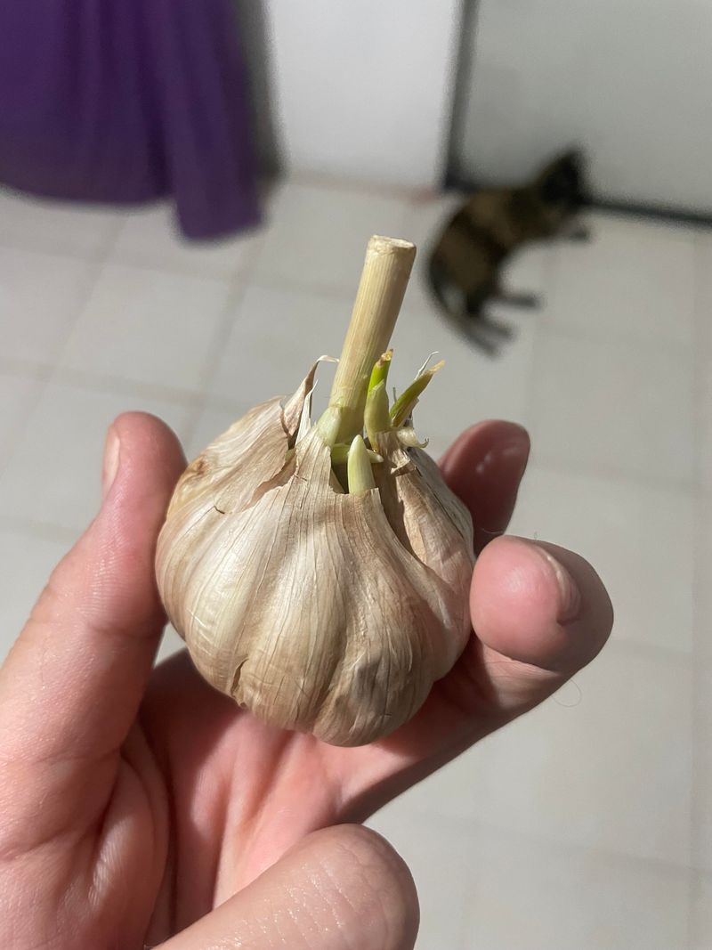 Plant Garlic For Next Summer