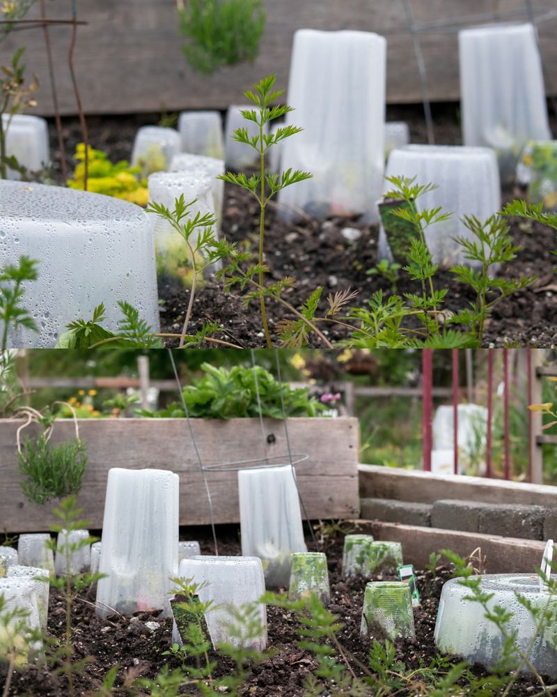 Protect Tender Plants From Frost