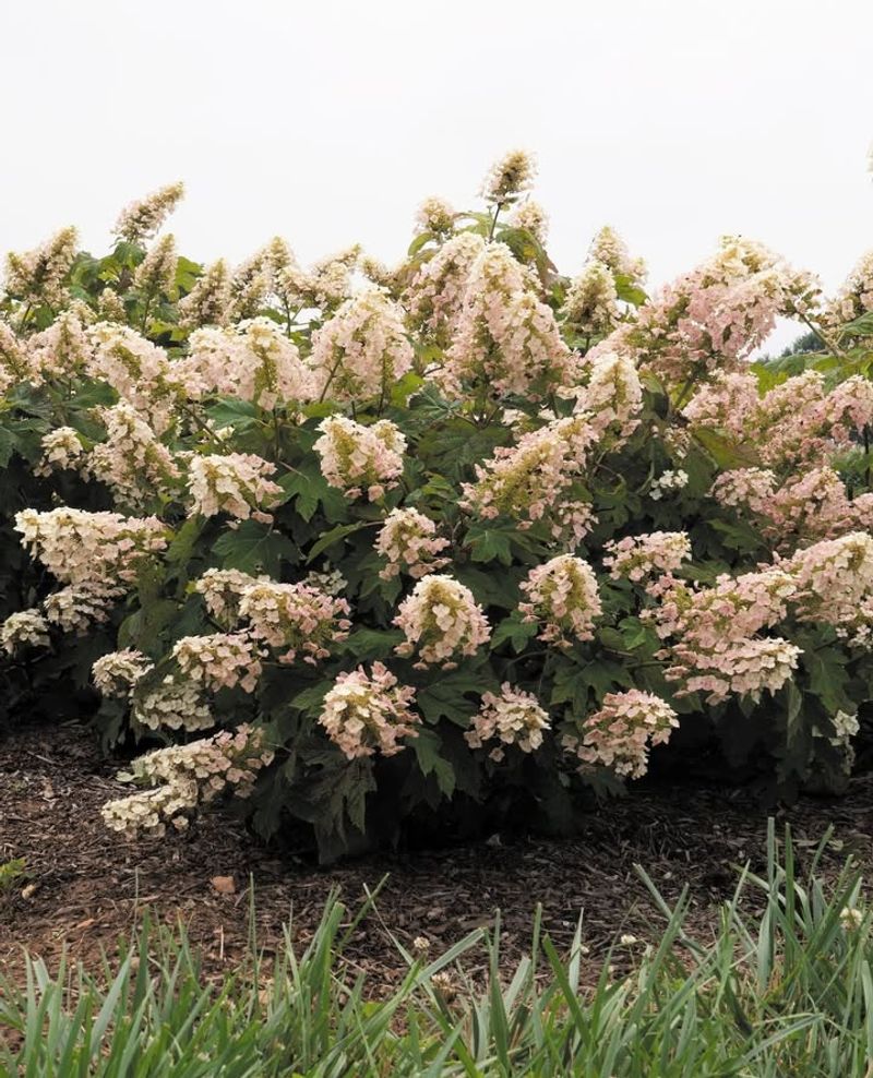 Apply Anti-Desiccant Spray To Evergreen Varieties