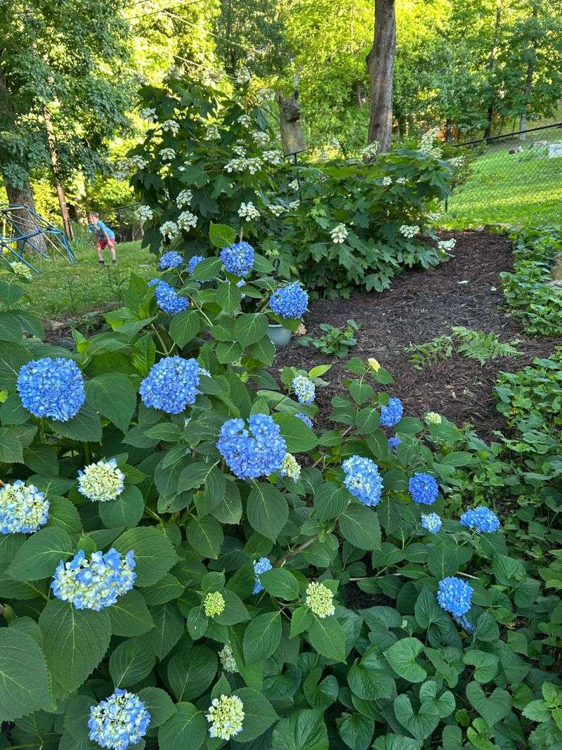 Feed Plants with Balanced Fertilizer