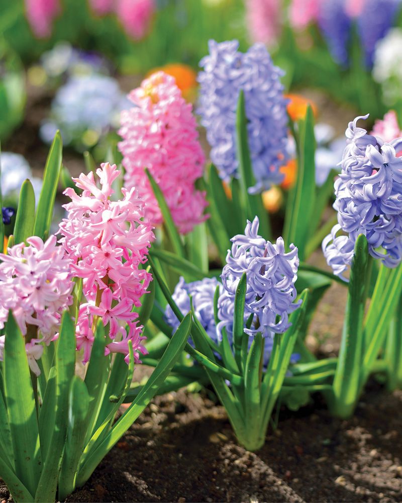Plant Spring-Blooming Bulbs