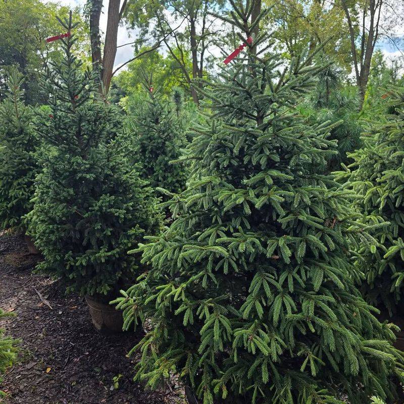 Install Wooden Supports or Stakes