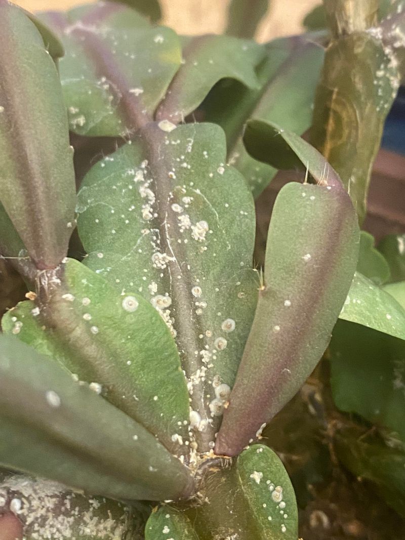 Watch for Common Pests