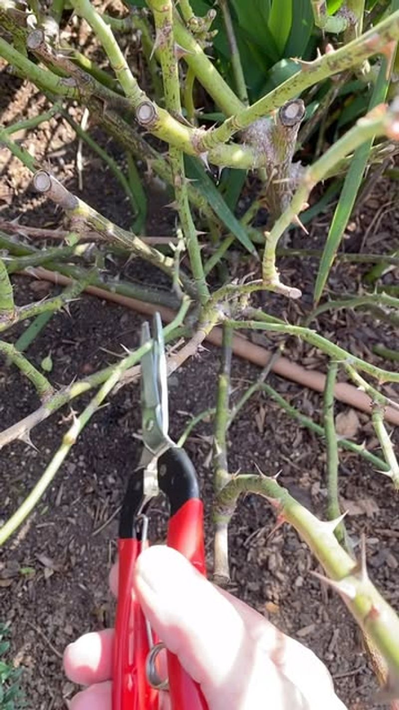 Cutting Back Too Much Growth