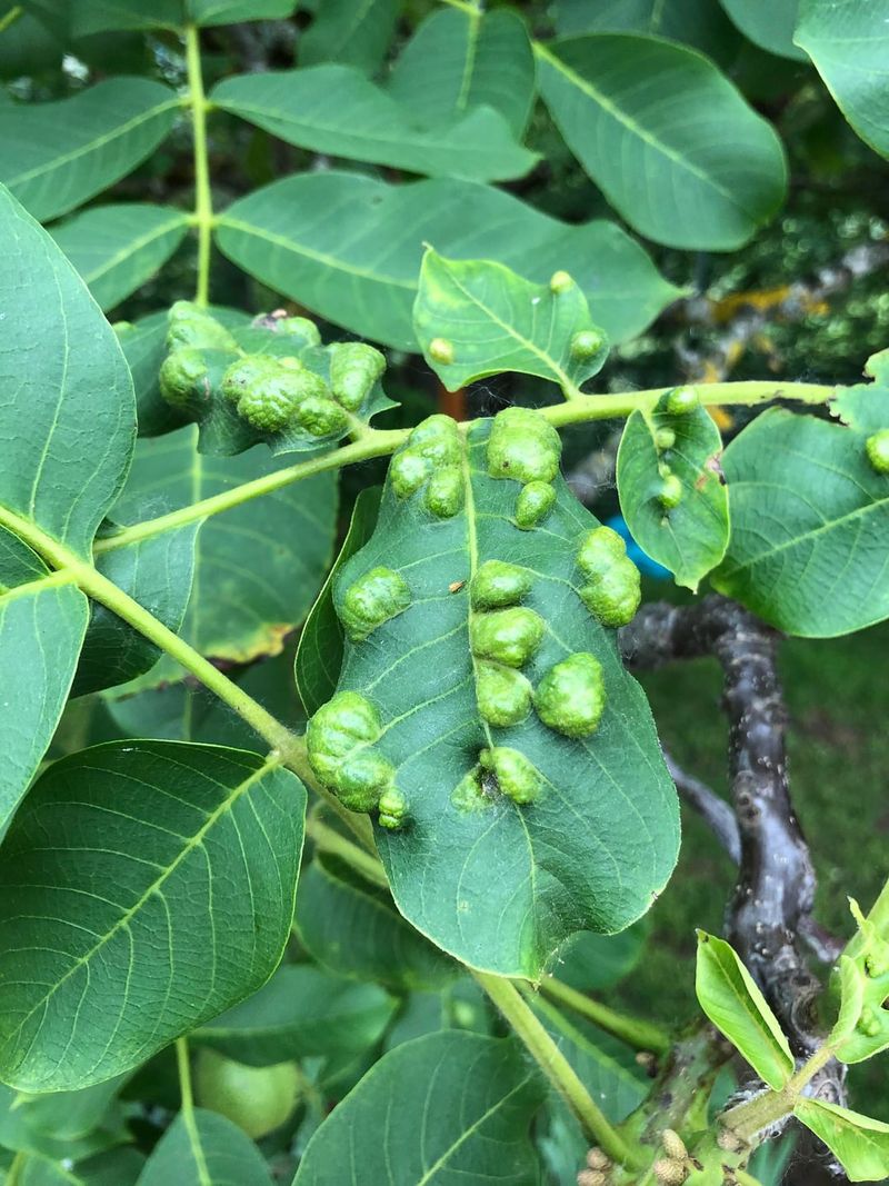Mites Cause Abnormal Leaf Growth