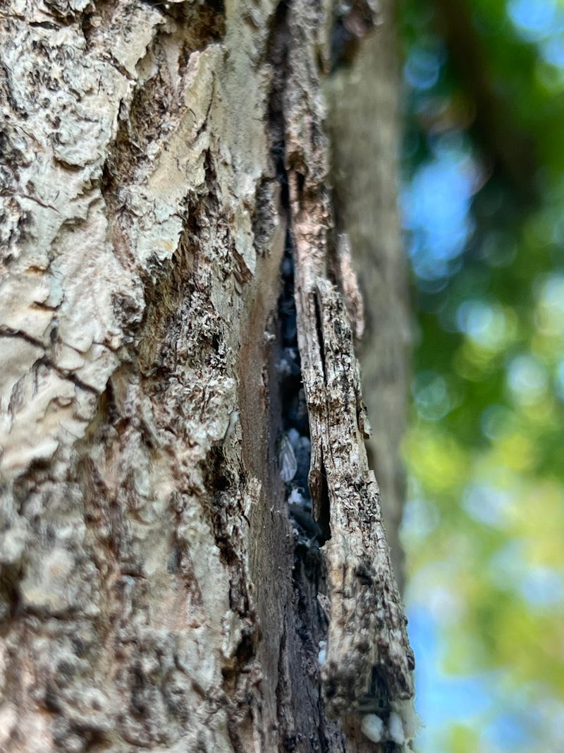 Mealybugs Produce Waxy Sticky Substances
