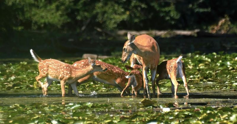 Take Down Feeders When Deer Populations Exceed Healthy Levels