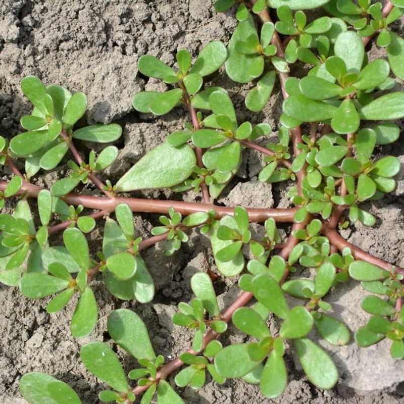 Use Post-Emergent Herbicides For Established Weeds