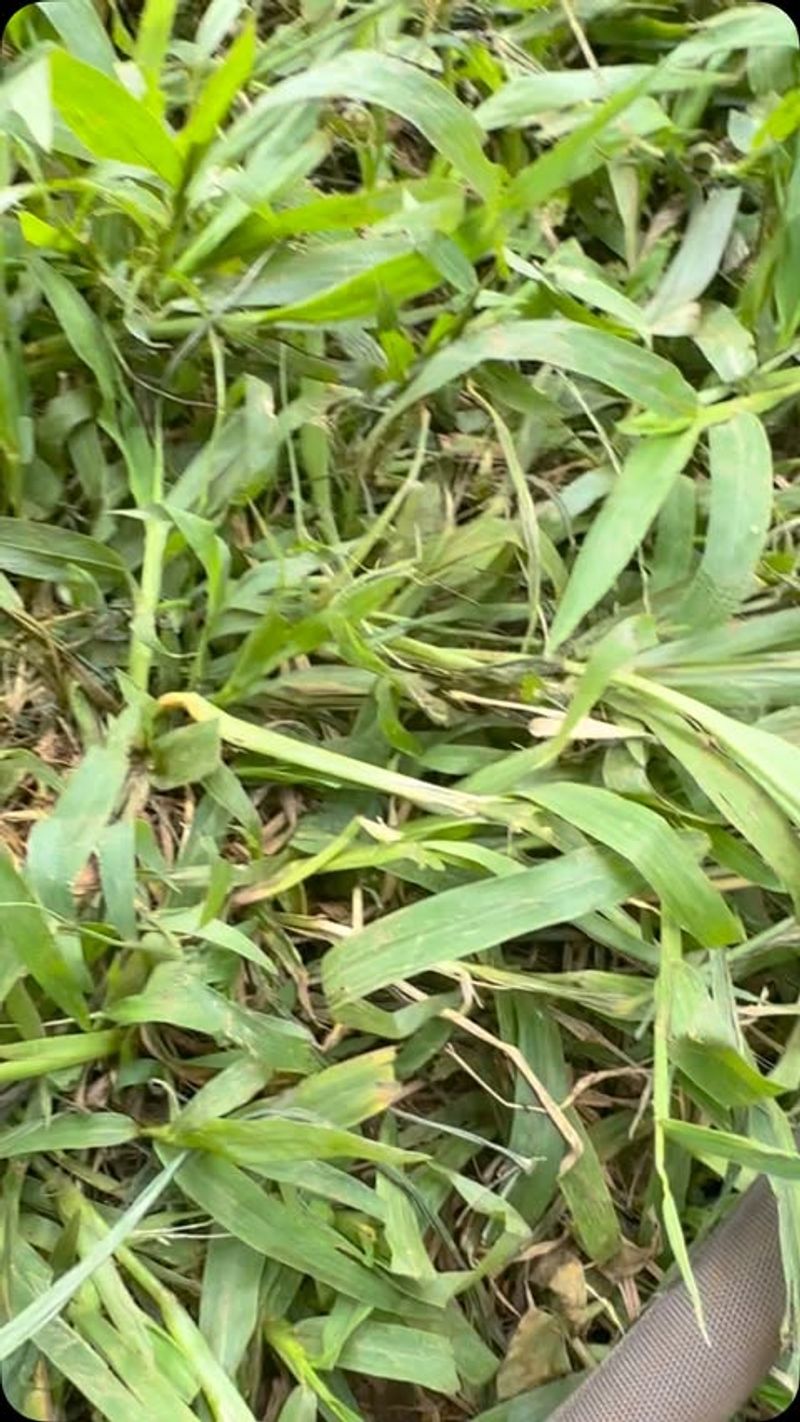 Quackgrass