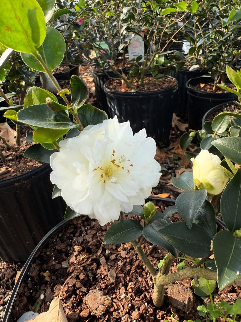 Ignoring Watering Needs Before Purchase