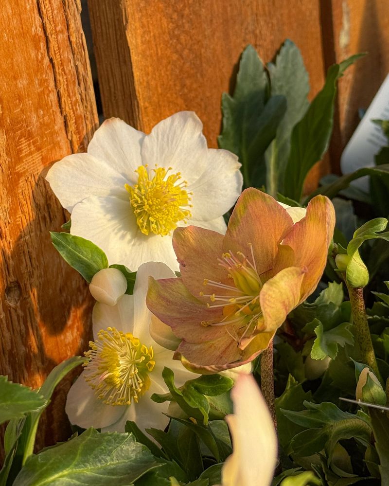 Selecting Sun-Loving Varieties For Shady Pennsylvania Gardens