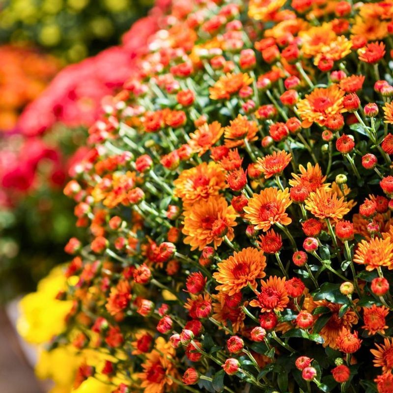 Overlooking Proper Plant Spacing Needs