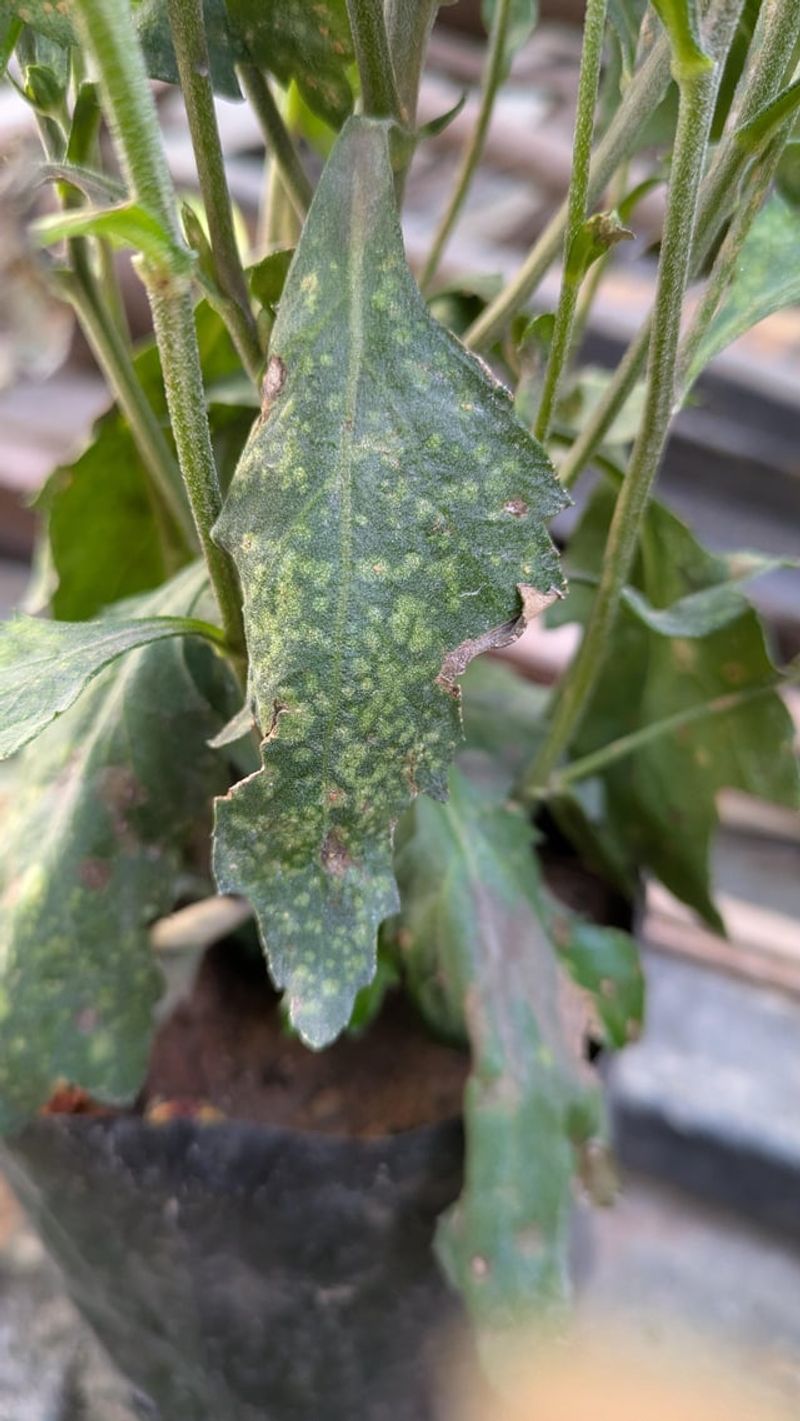 Overlooking Signs Of Disease Or Pest Damage