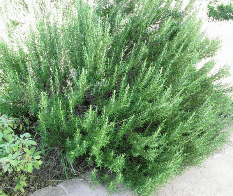 Drought-Tolerant Desert Survival