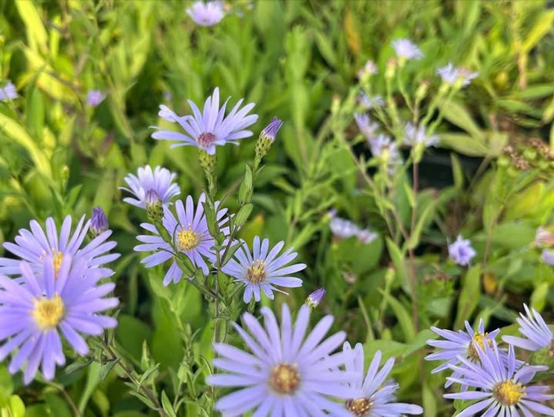 Grows In Sunny Spots